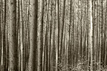 Wald by kiwar