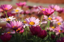 Margariten in pink und rosa by Simone Marsig