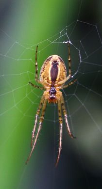 Spinne im Netz von Simone Marsig