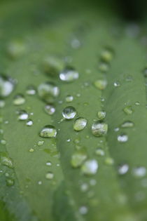 Regenperlen am Morgen danach...  von Simone Marsig