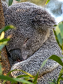 Sleeping Koala by Steven Ralser