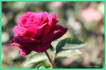 Think Pink Rose by Sandra  Vollmann