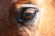 Auge um Auge mit dem Pferd by Simone Marsig