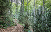 Walking Through La Grevolosa (Sant Pere de Torelló, Catalonia) by Marc Garrido Clotet