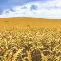 Goldenes Ährenfeld von ullrichg