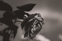The rose - die Rose von Silvia Eder