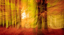 Triptych Autumn colours - Herbstfarben (1) von Silvia Eder