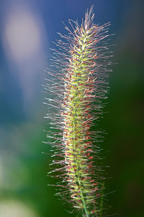 Grasblütenmakro by Bernhard Kaiser