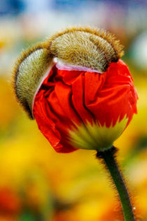 poppy flower by nature-spirit