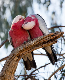 Galahs 1, Australia by Steven Ralser