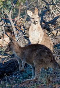 Kangaroos, Canberra, Australia  von Steven Ralser