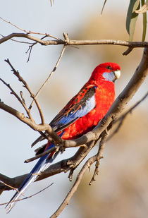 Rosella - Australia by Steven Ralser