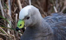 Cape Barren Goose, Australia von Steven Ralser