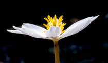 Bloodroot Flower von Steven Ralser