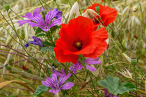 Wild poppies von Uladzimir Kudrytski