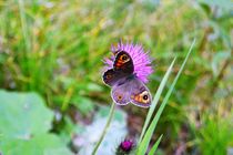 Schmetterling von rickeybauer