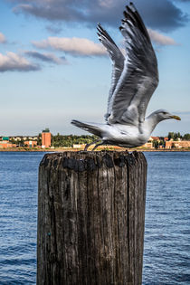 Möwe am Hafen I von elbvue by elbvue