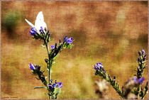 Still Life Butterfly by Sandra  Vollmann