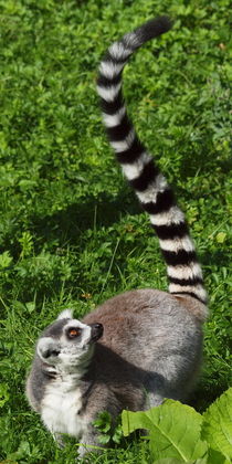 Lemur katta, ringtailed lemur, Madagaskar von Dagmar Laimgruber