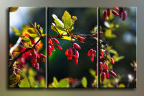 Triptychon - Berberis vulgaris von Chris Berger