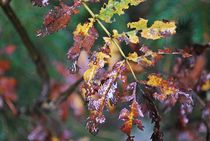 Herbstzeit... von loewenherz-artwork