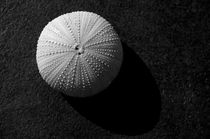 Seashell von cinema4design