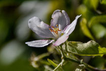 Aus Nachbars Garten - Apfelbaumblüte 22.September 2016 by Chris Berger