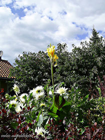 Sommergarten im Spreewald... von voelzis-augenblicke