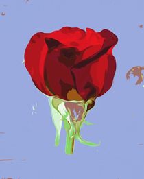 drawing and painting red rose with blue background von timla