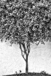 Tree von kiwar