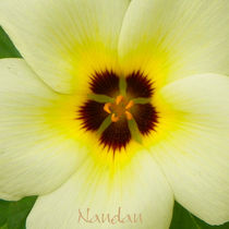 Yellow Glow von Nandan Nagwekar