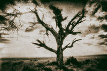 Baum in der Savane von Viktor Peschel