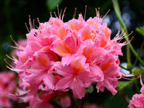 Rhododendronblüte von gscheffbuch