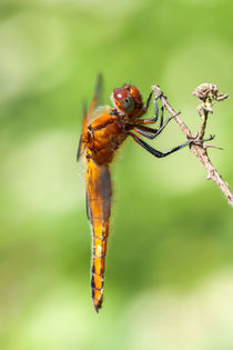 Weibliche Plattbauch Libelle von Peter Eggermann