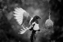 Magpie Feeding von Graham Prentice