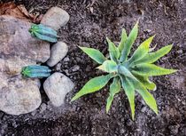 cactus with green leaves and stone on the ground von timla