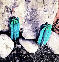 green cactus on the ground with stone background von timla