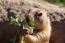 Flowers for you  von haike-hikes