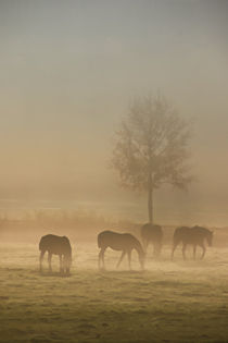 Pferde im Nebel by Bernhard Kaiser