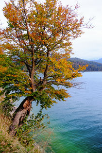 Herbstliche Buche von Thomas Matzl