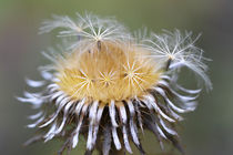 Distel im Oktober by Bernhard Kaiser