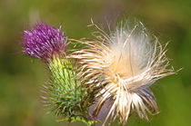 Die Distel - Blüte und verblüht by Bernhard Kaiser