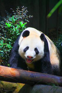 Pandabär von ann-foto