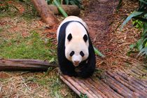 Panda von ann-foto
