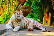 Weißer Tiger von Singapur von ann-foto