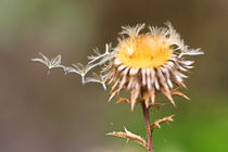 Die verblühte Distel 2 by Bernhard Kaiser