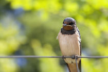 Rauchschwalbe - Hirundo rustica by Peter Eggermann