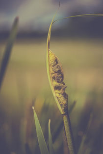 Rohrkolben - Typha by Peter Eggermann