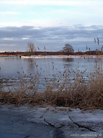 Frostiges Schilfgras... von voelzis-augenblicke