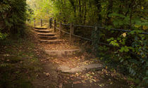 Autumn forest steps by Leighton Collins